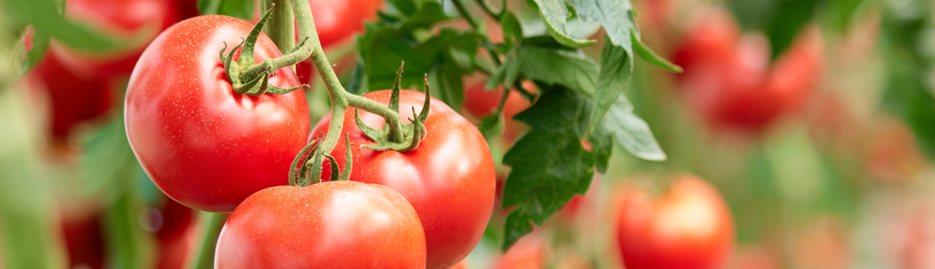 Tomato at Apple Juice Concentrate